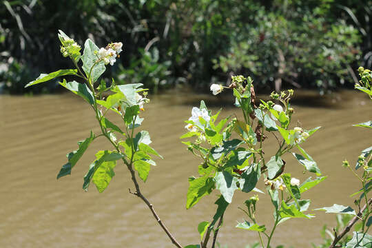 Image of Solanum bonariense L.