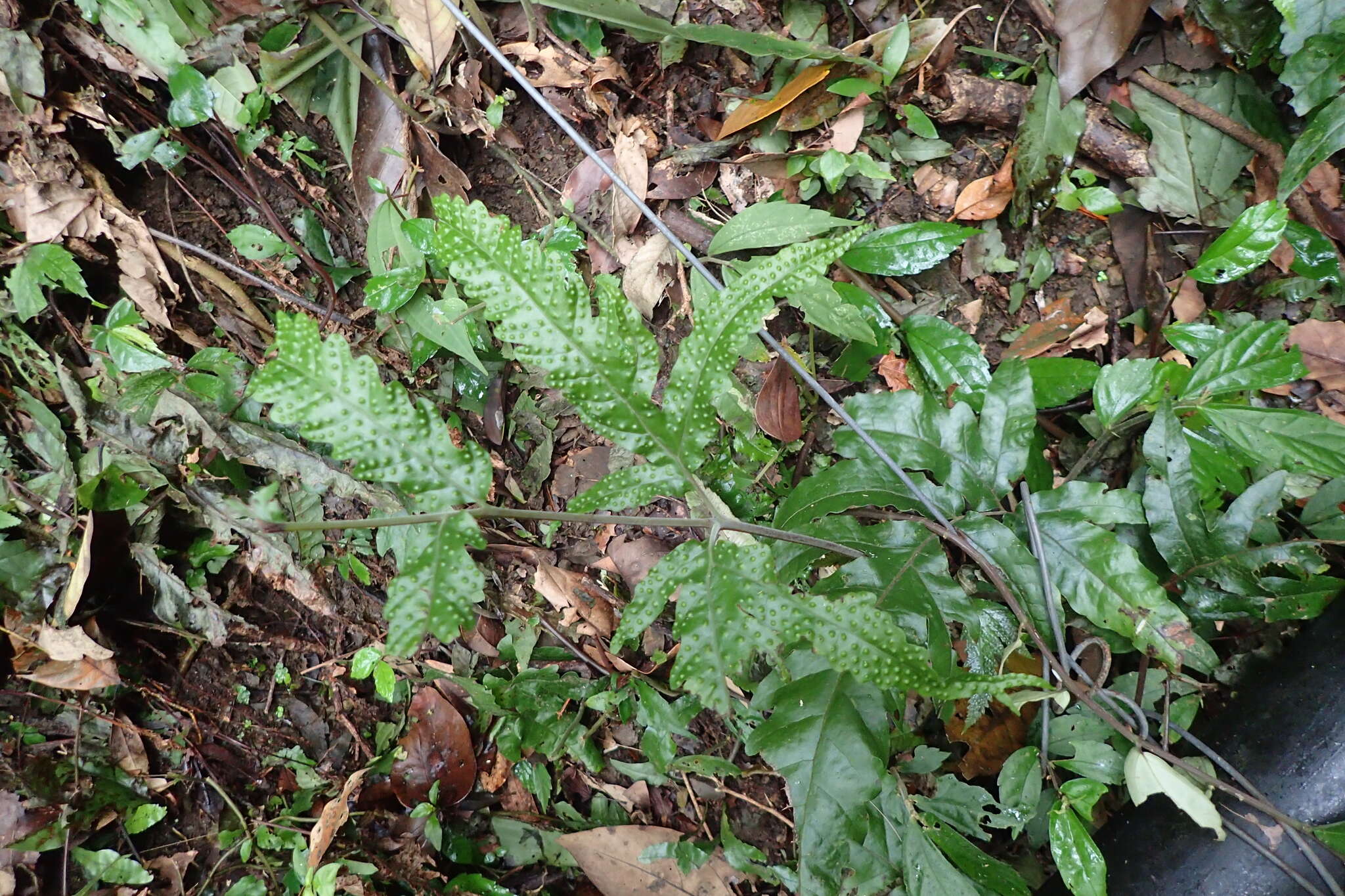 Image de Tectaria phaeocaulis (Rosenst.) C. Chr.