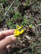 Слика од Cytisus hirsutus subsp. polytrichus (M. Bieb.) Hayek