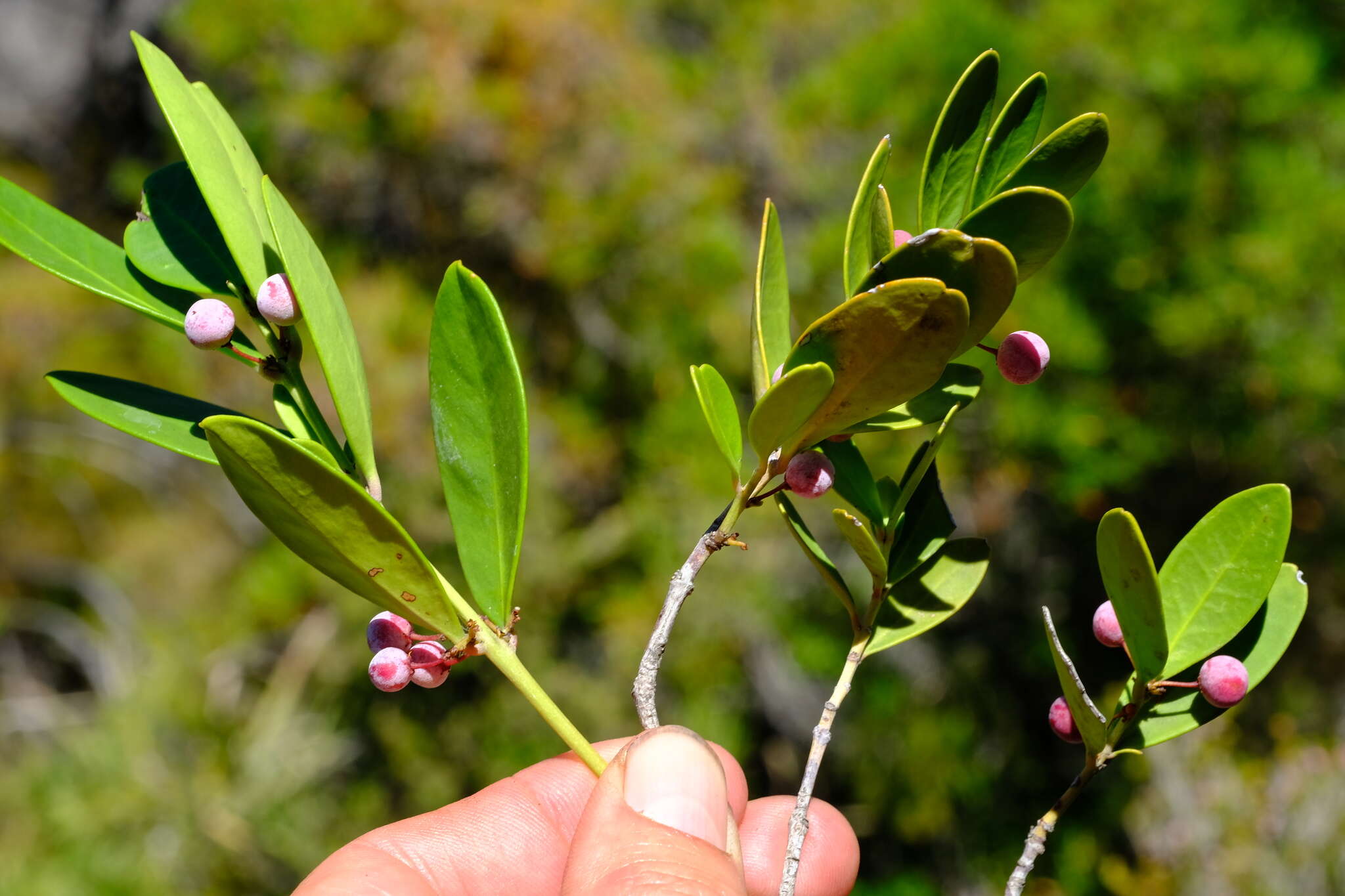 Sivun Cassine parvifolia Sond. kuva