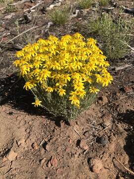 Image of common woolly sunflower