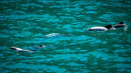 Image of South Island Hector's dolphin