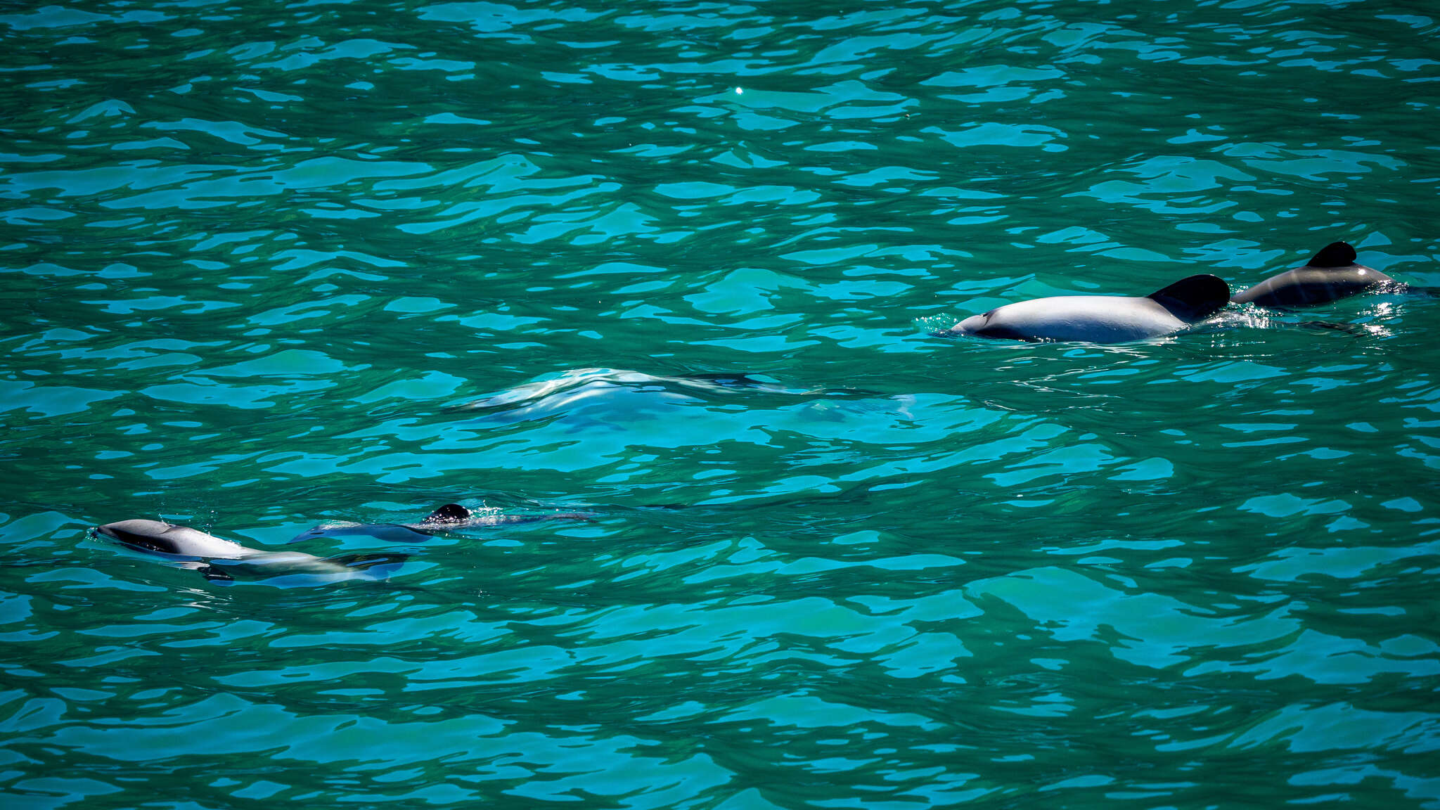 Image of South Island Hector's dolphin