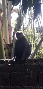 Image of Purple-faced langur