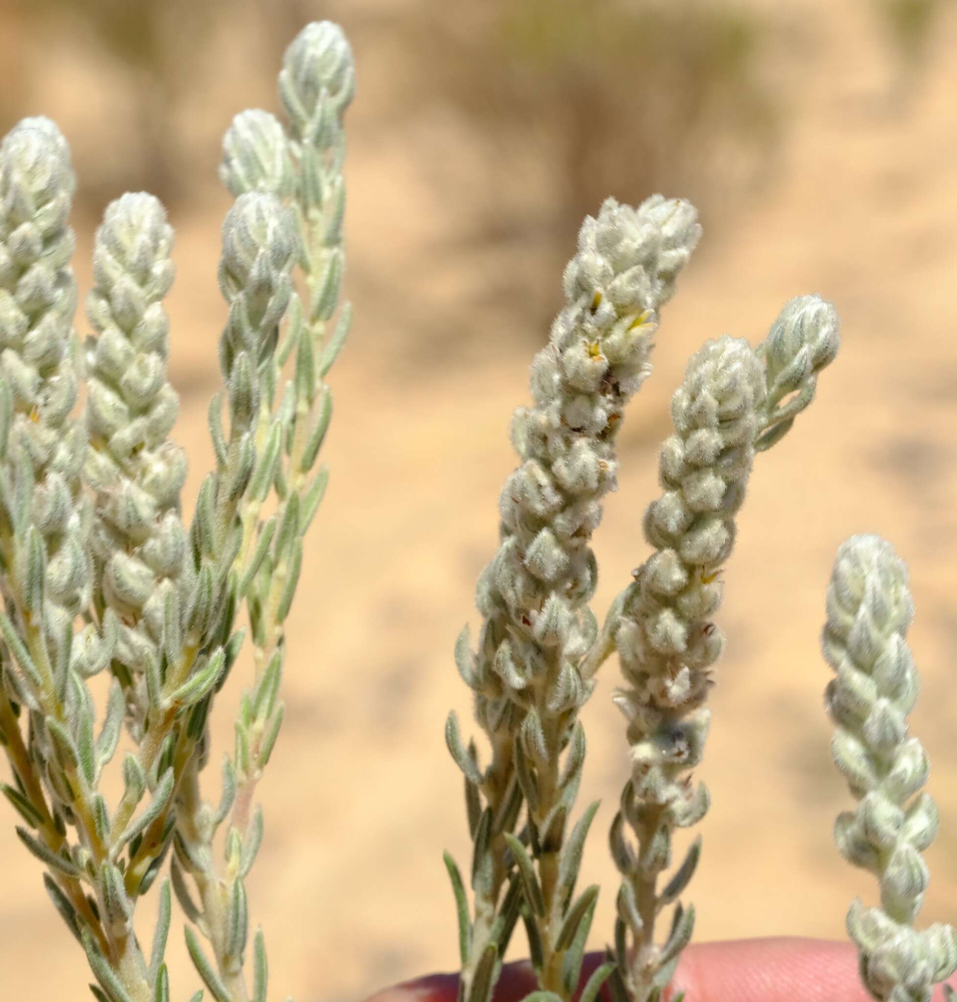 Image of Phylica hirta Pillans