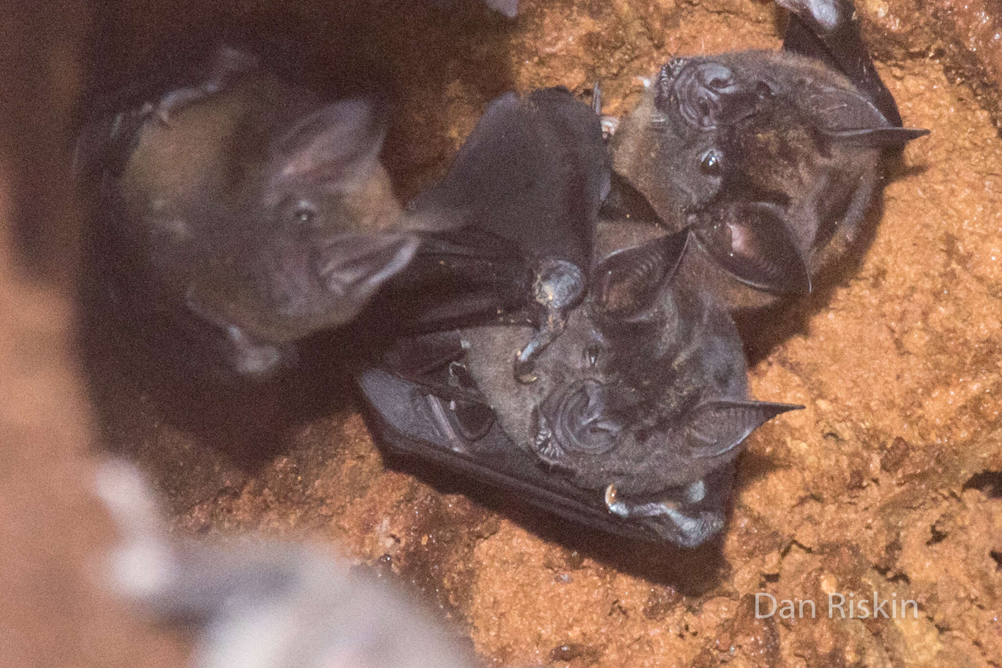 Image of Spear-nosed Bats.