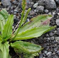 Image of Plantago depressa Willd.