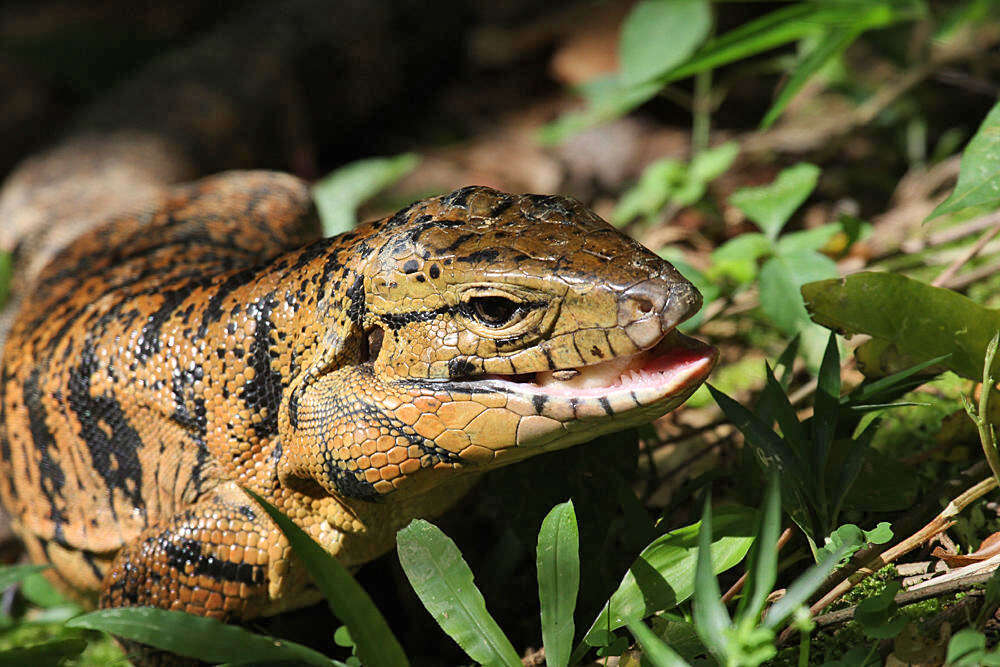 Image of Cryptic golden tegu