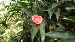 Image of Hong Kong Camellia