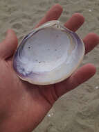 Image of quahog