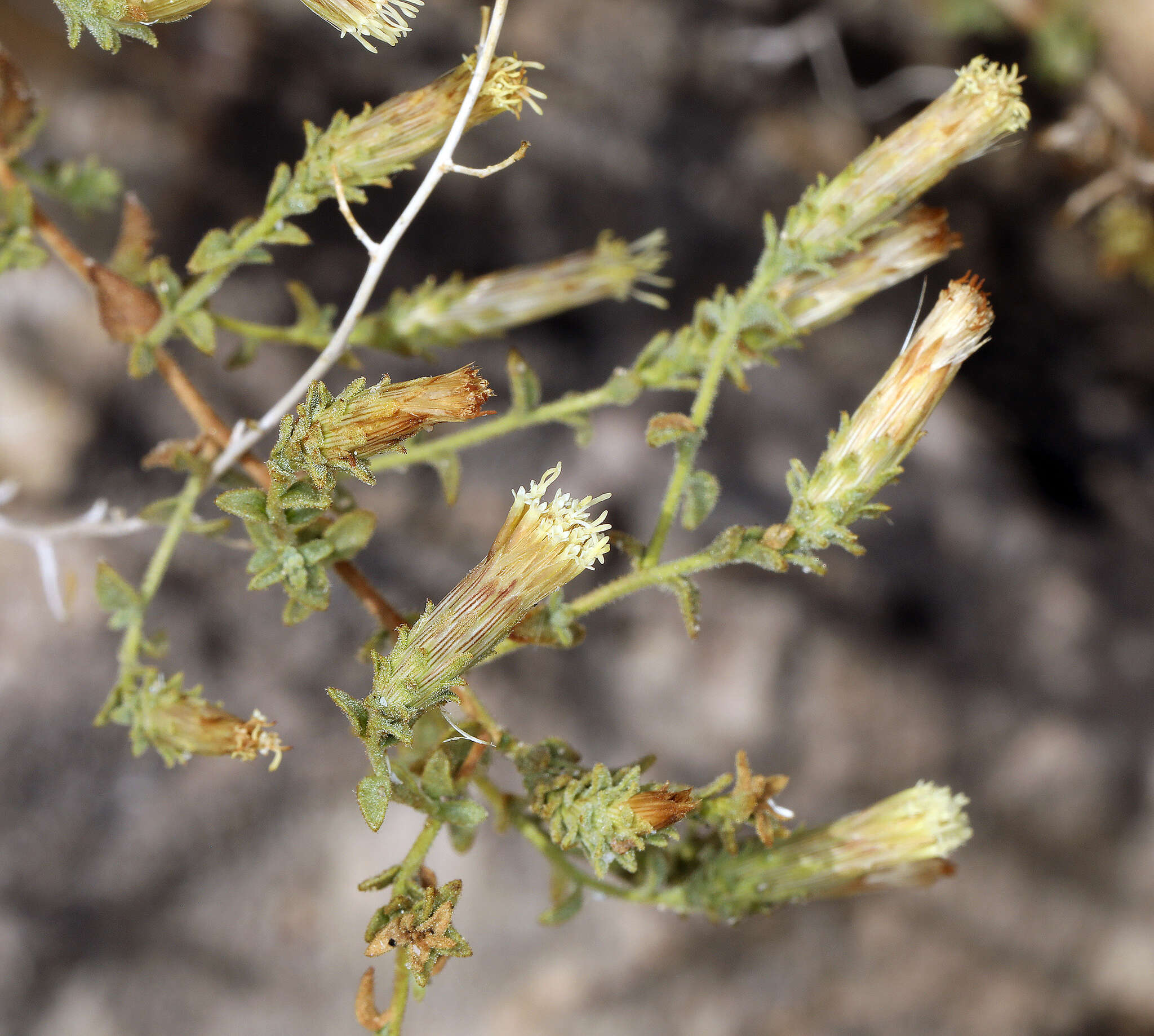 Слика од Brickellia microphylla (Nutt.) A. Gray