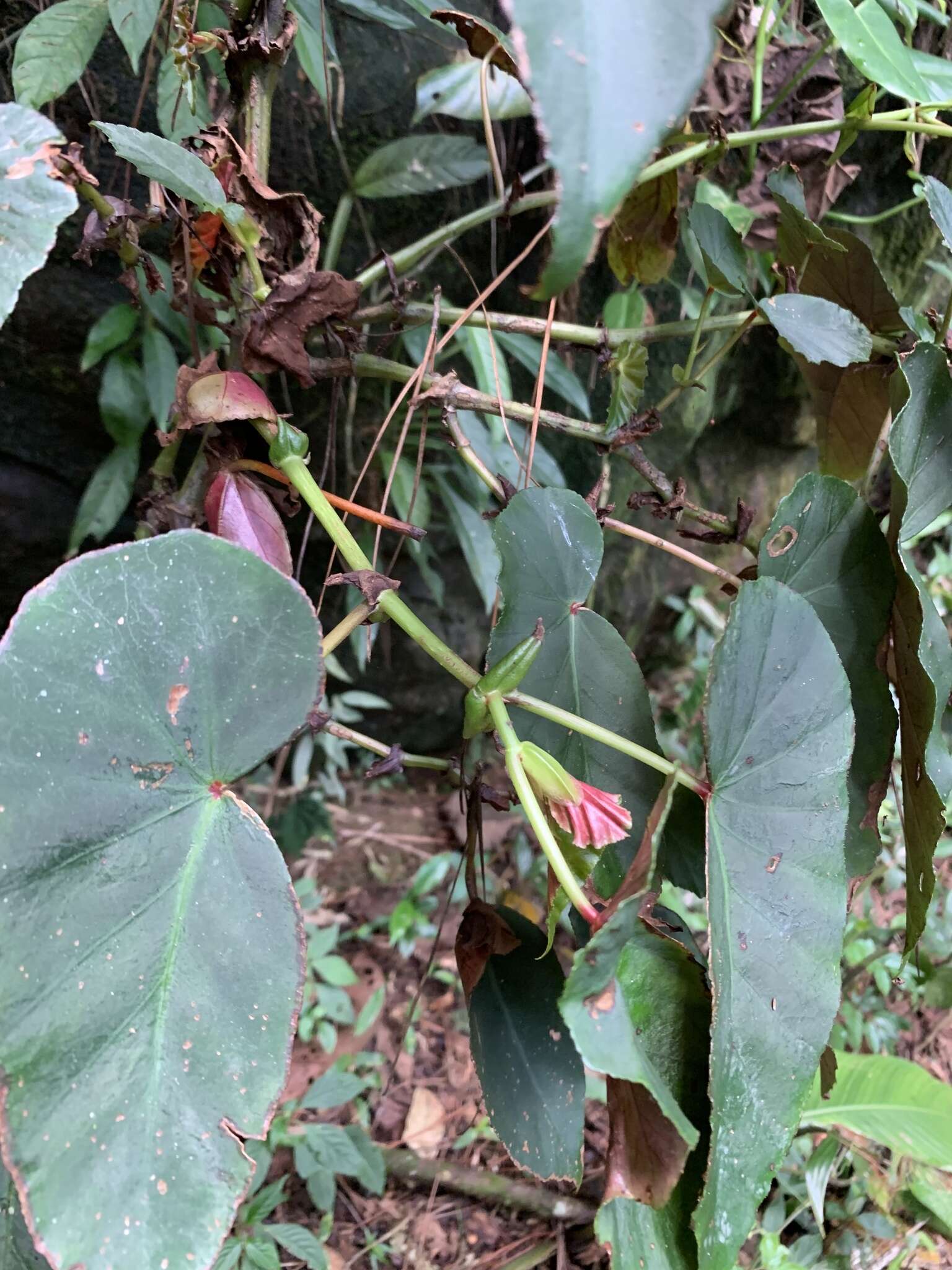 Image of Begonia angularis Raddi