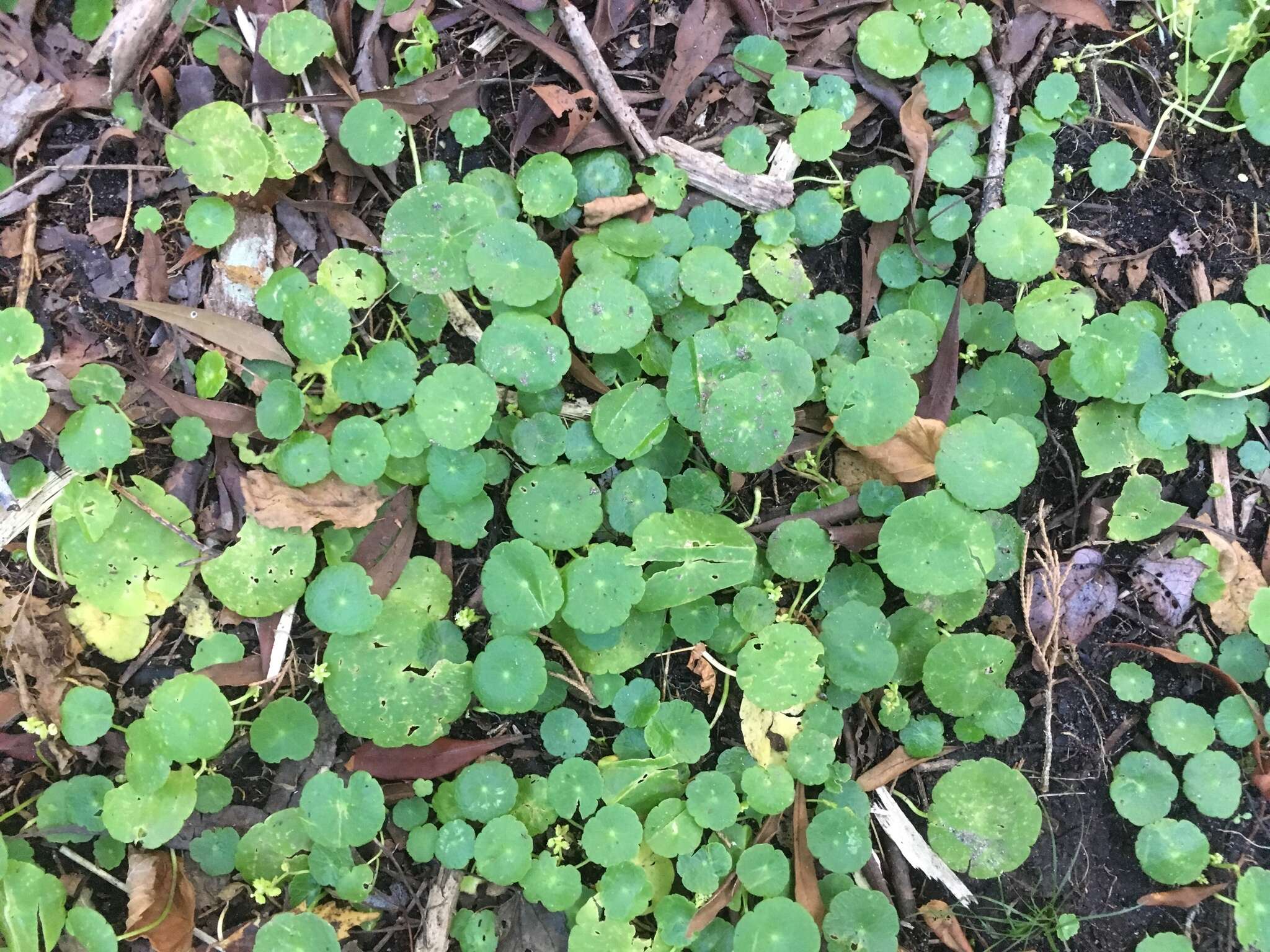 Слика од Hydrocotyle verticillata Thunb.