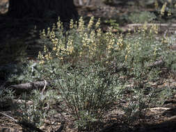 Image of narrowflower lupine