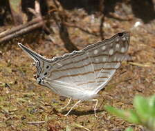 Image of Dappled Daggerwing