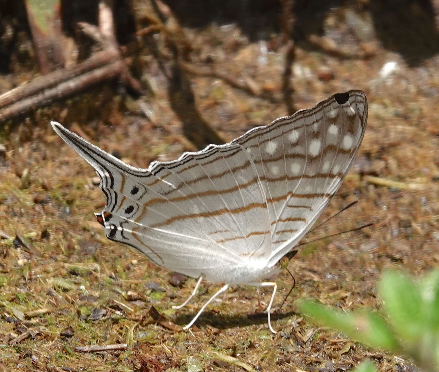 Image of Dappled Daggerwing
