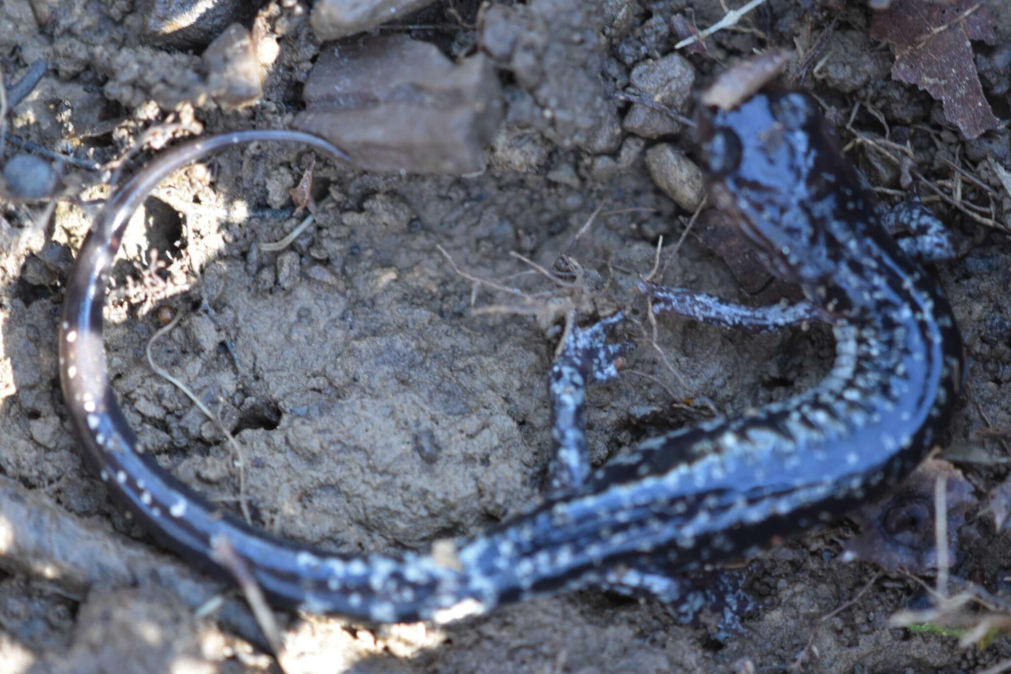 Image of Plethodon kiamichi Highton ex Highton, Maha & Maxson 1989