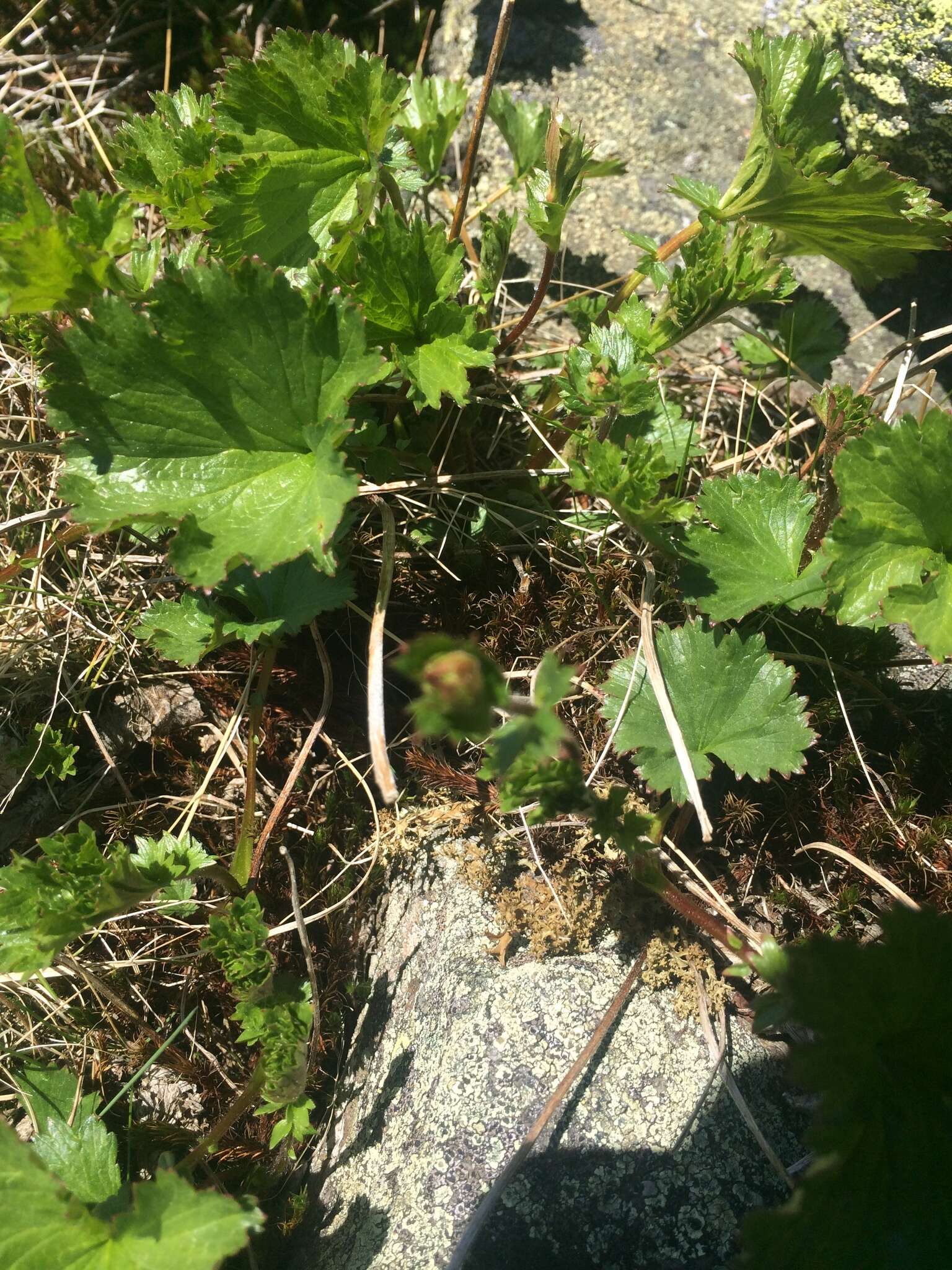 Image of Mountain Avens