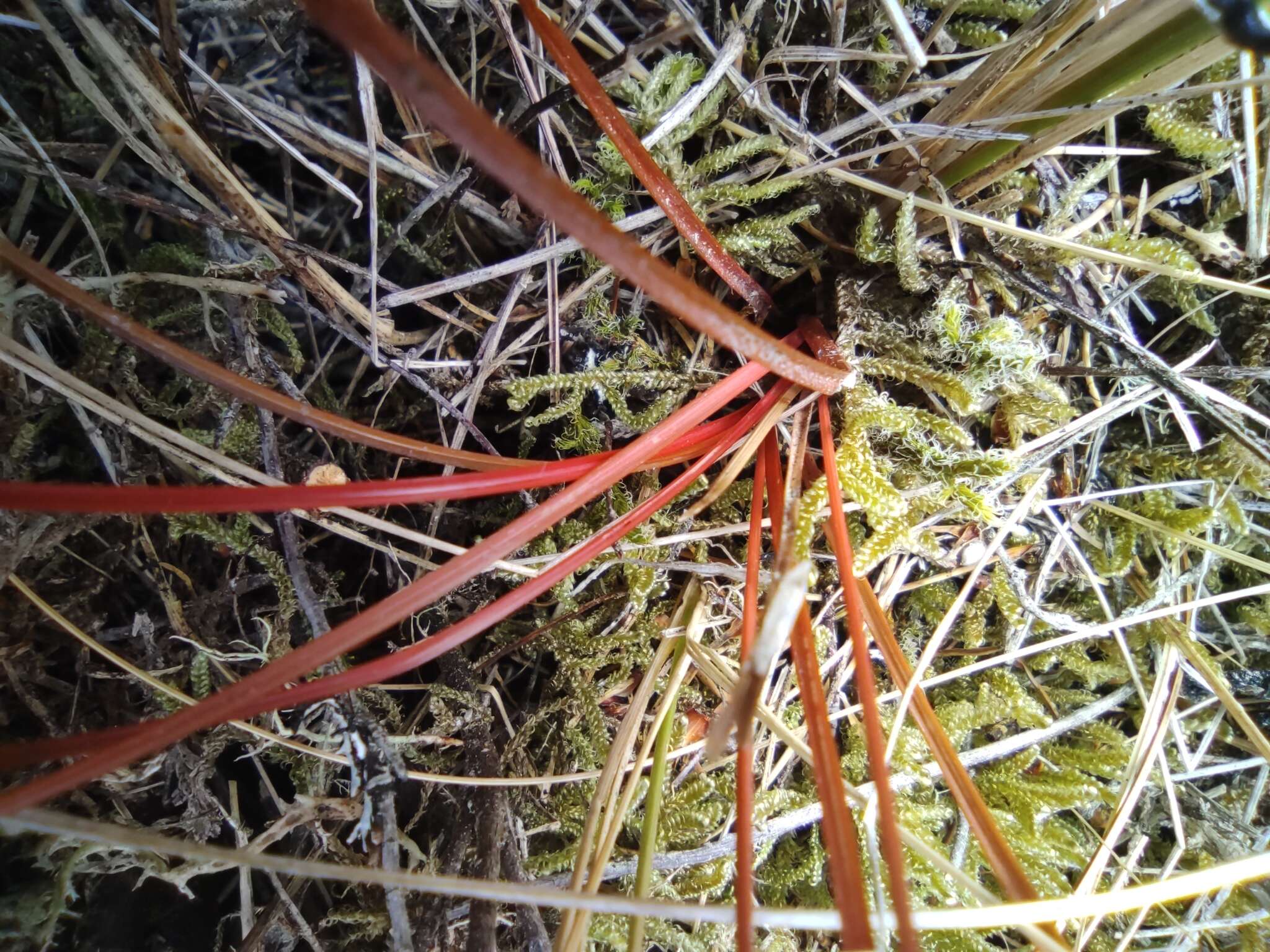 Image of Carex punicea K. A. Ford