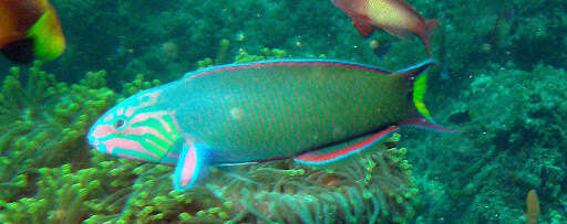 Image of Blue wrasse