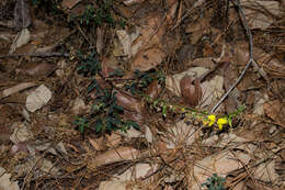 Image of longbeak rattlebox