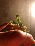 Image of African mantis