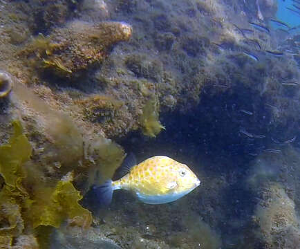 Image of Blue boxfish