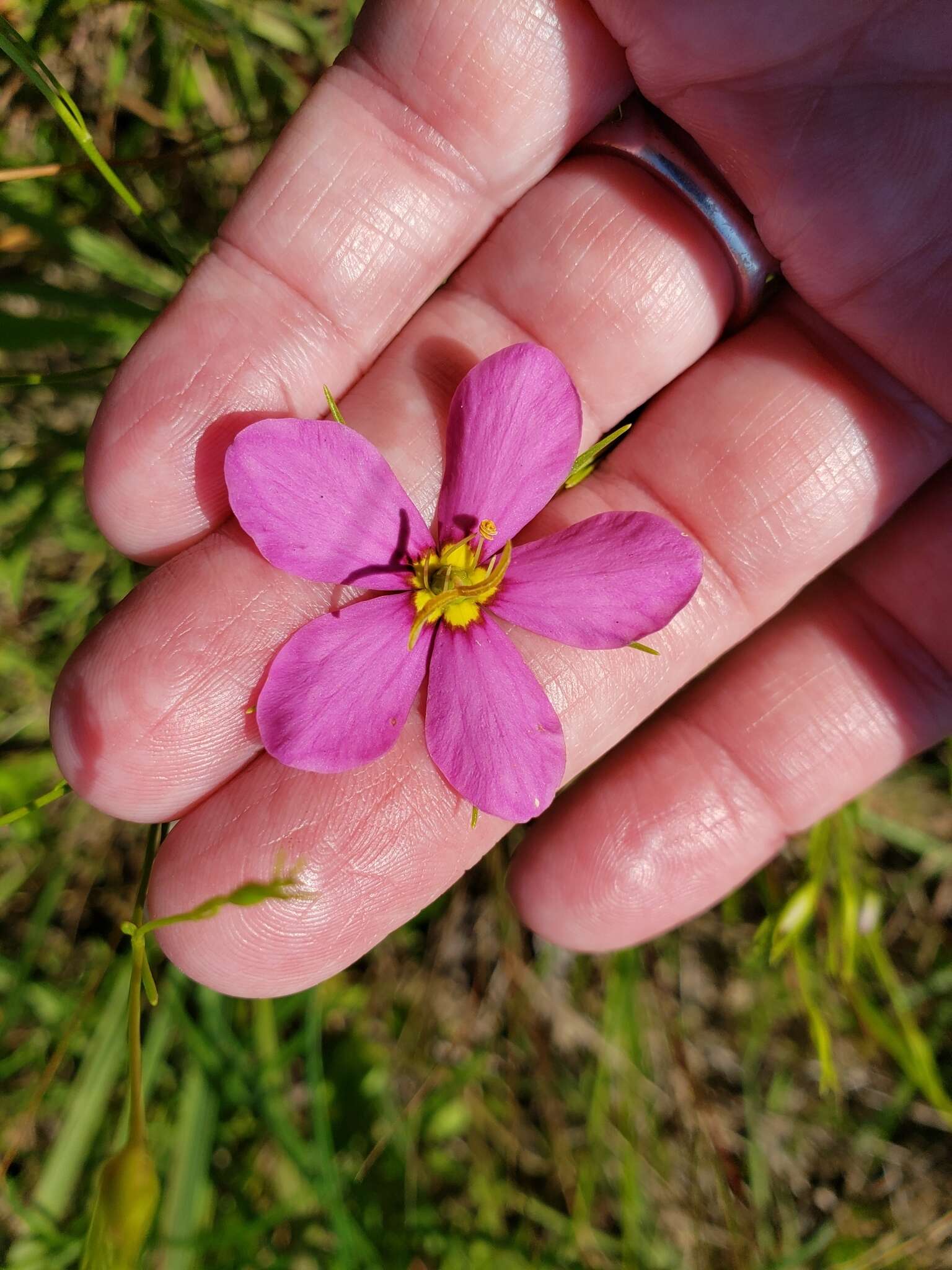 Sabatia brachiata Ell. resmi