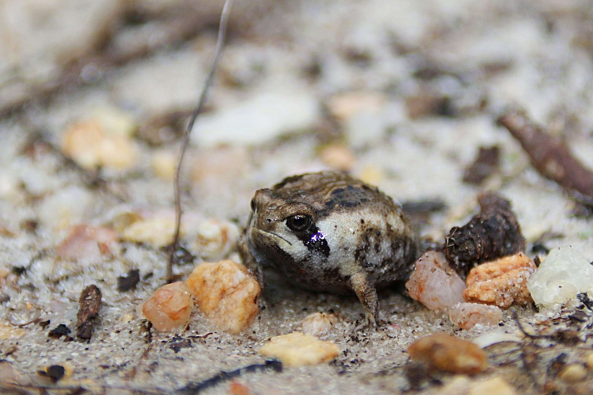 Image of Breviceps rosei rosei