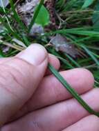 Image of Dark-Green Sedge