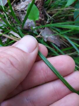 Imagem de Carex venusta Dewey