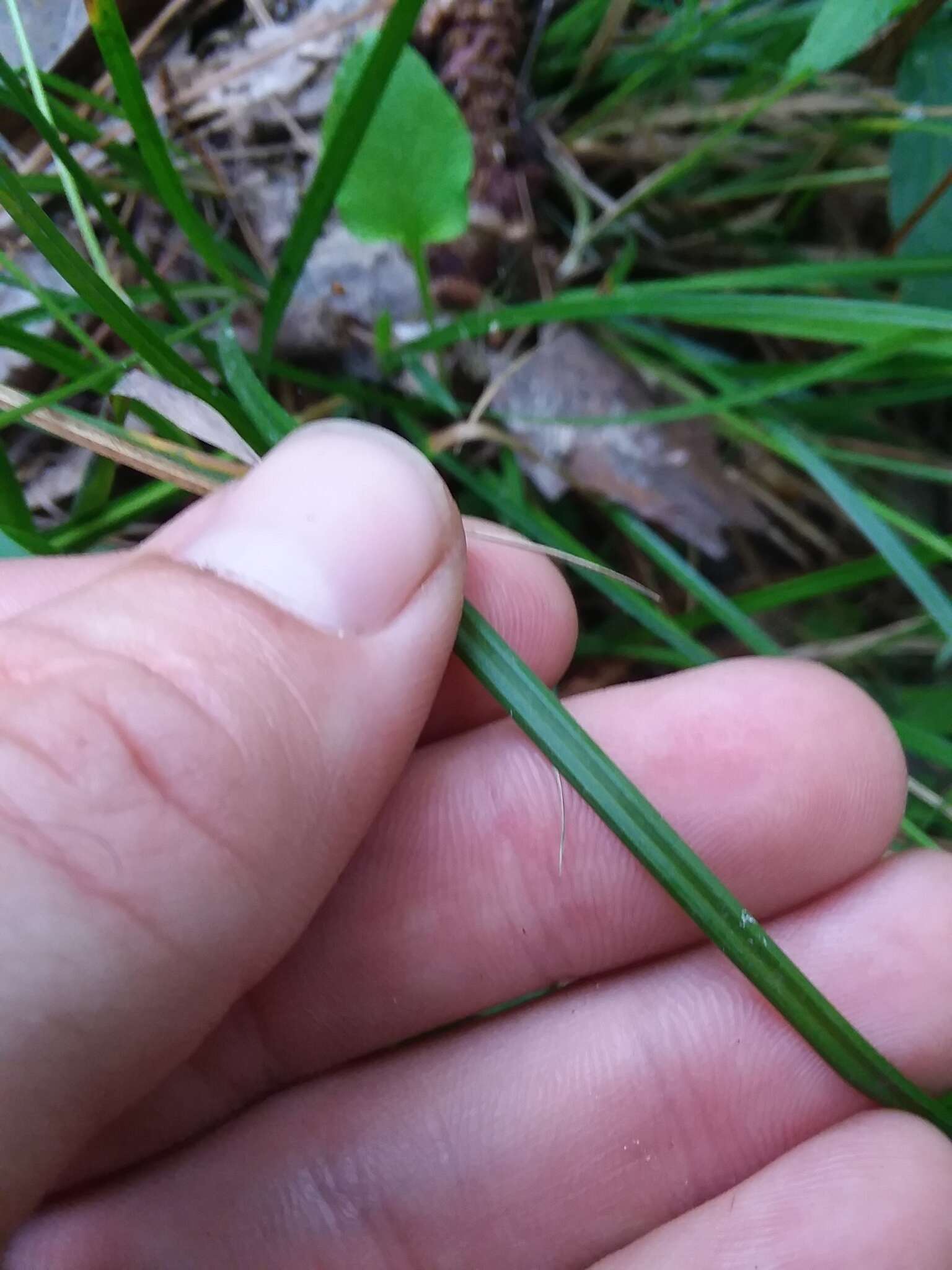 Image of Dark-Green Sedge