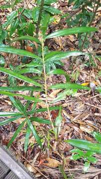 Image of northern brown pine