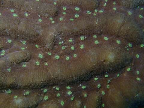 Image of Lobophyllia agaricia (Milne Edwards & Haime 1849)