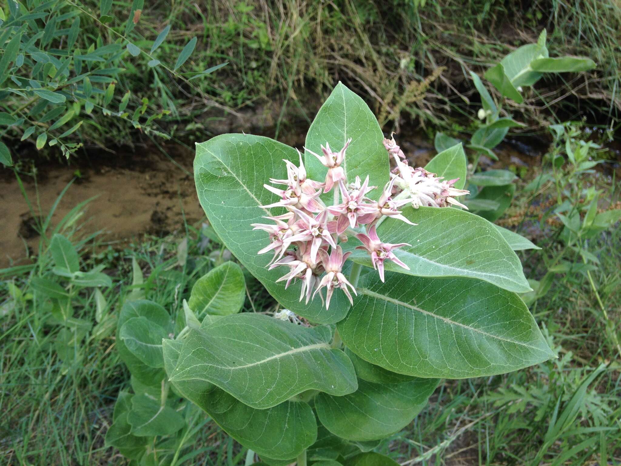 Слика од Asclepias speciosa Torr.