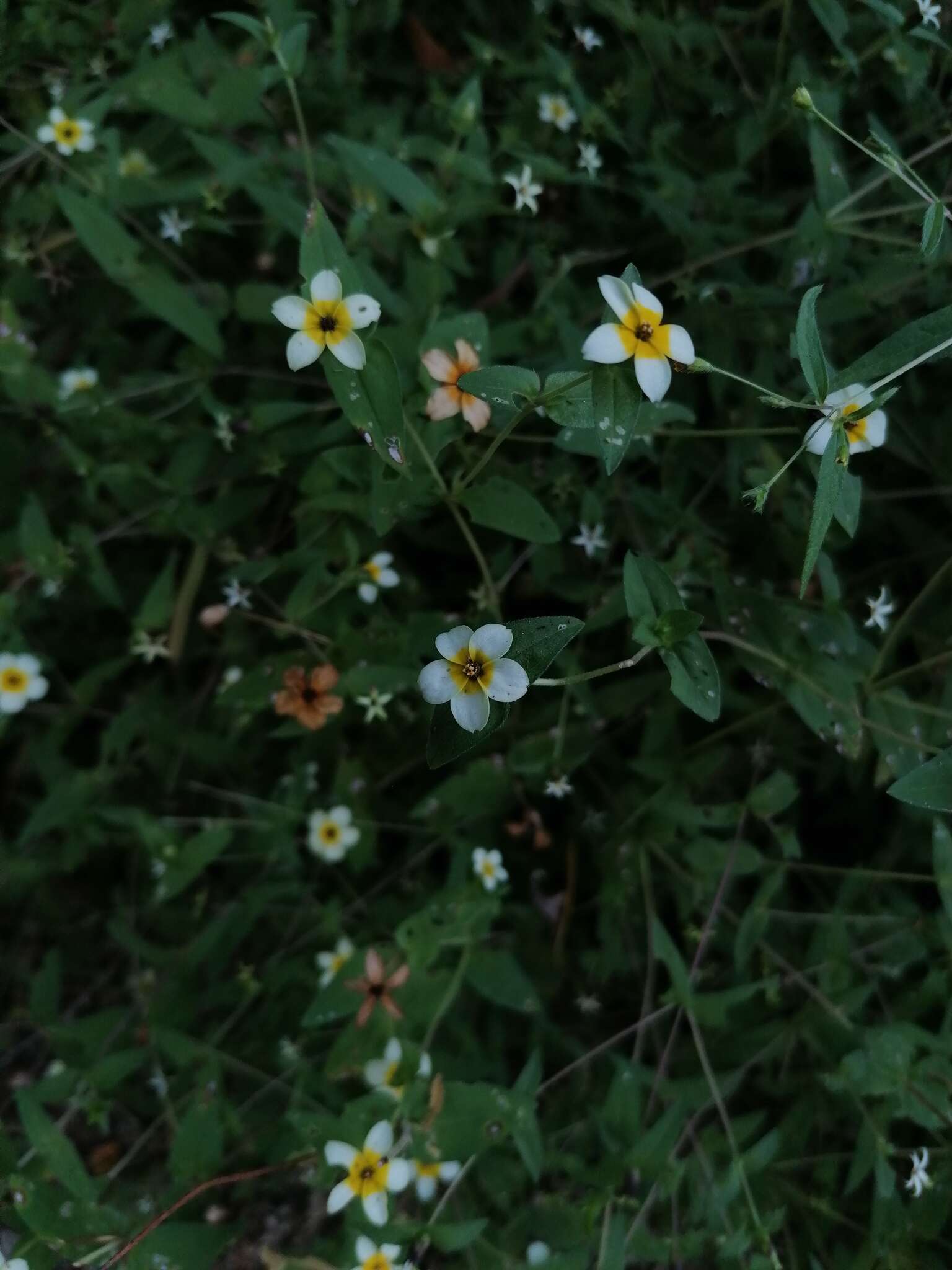 Image of Zinnia flavicoma (DC.) Olorode & A. M. Torres