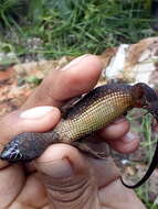 Image of Tuxtla Tropical Night Lizard