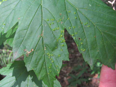 Acer heldreichii subsp. trautvetteri (Medvedev) E. Murray resmi