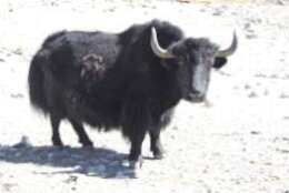 Image of yak