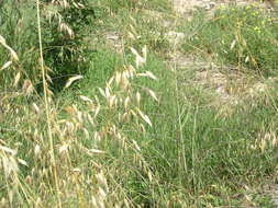 Image of Avena sterilis subsp. ludoviciana (Durieu) Gillet & Magne