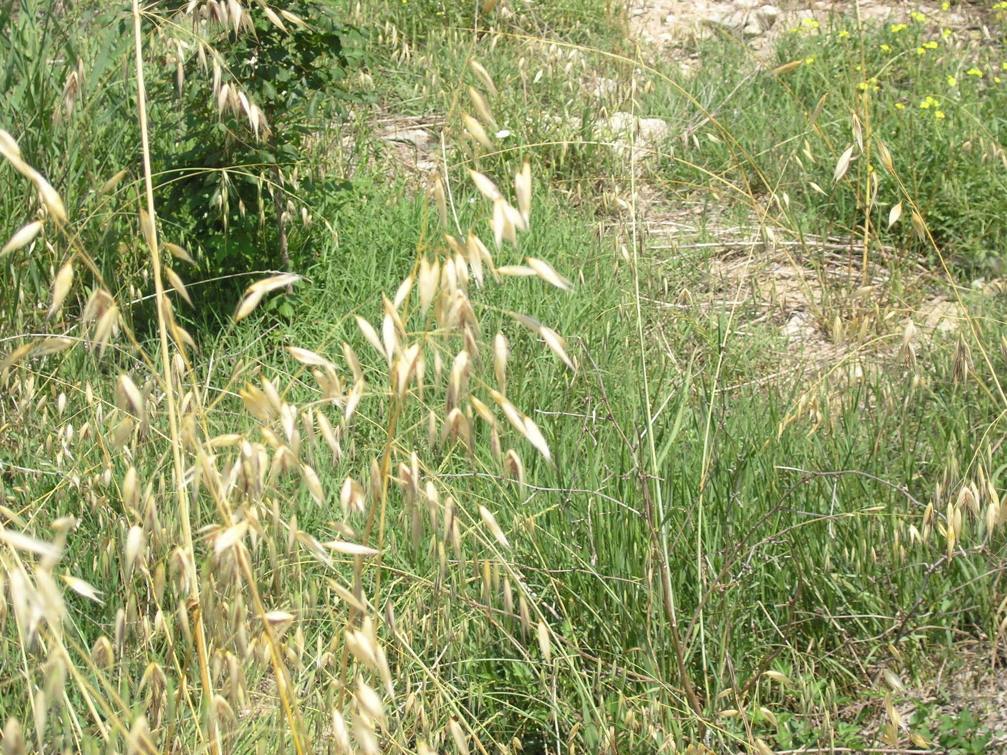 صورة Avena sterilis subsp. ludoviciana (Durieu) Gillet & Magne