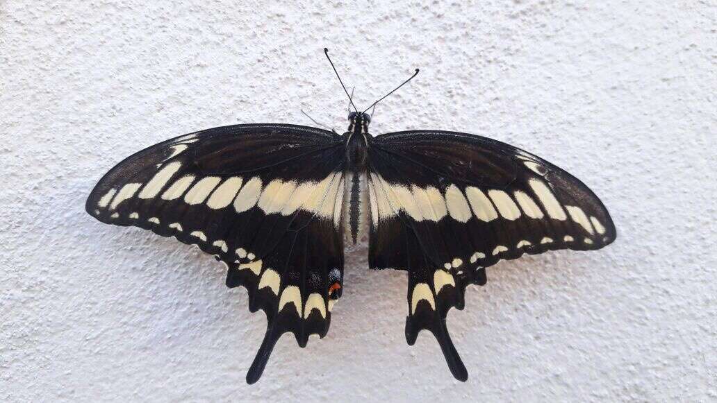 Image of Ornythion Swallowtail