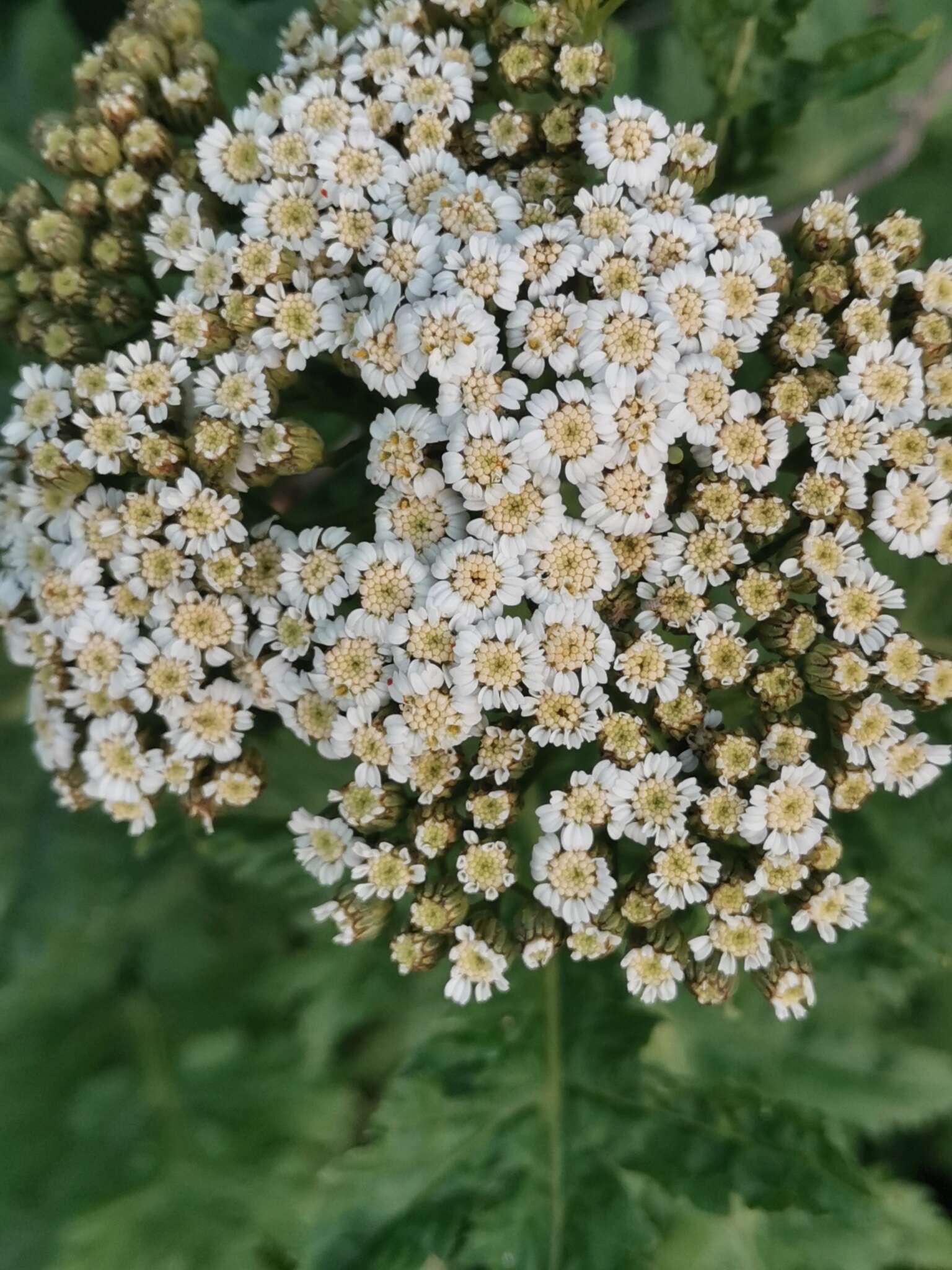 Image of Tanacetum macrophyllum (Waldst. & Kit.) Sch. Bip.