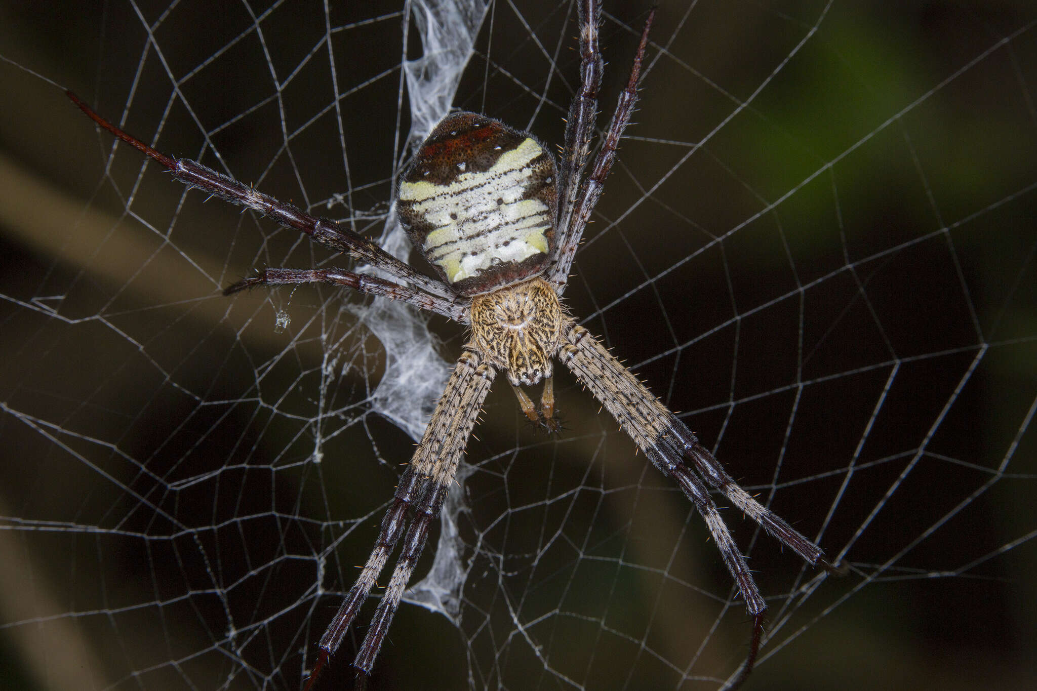 Imagem de Argiope vietnamensis Ono 2010