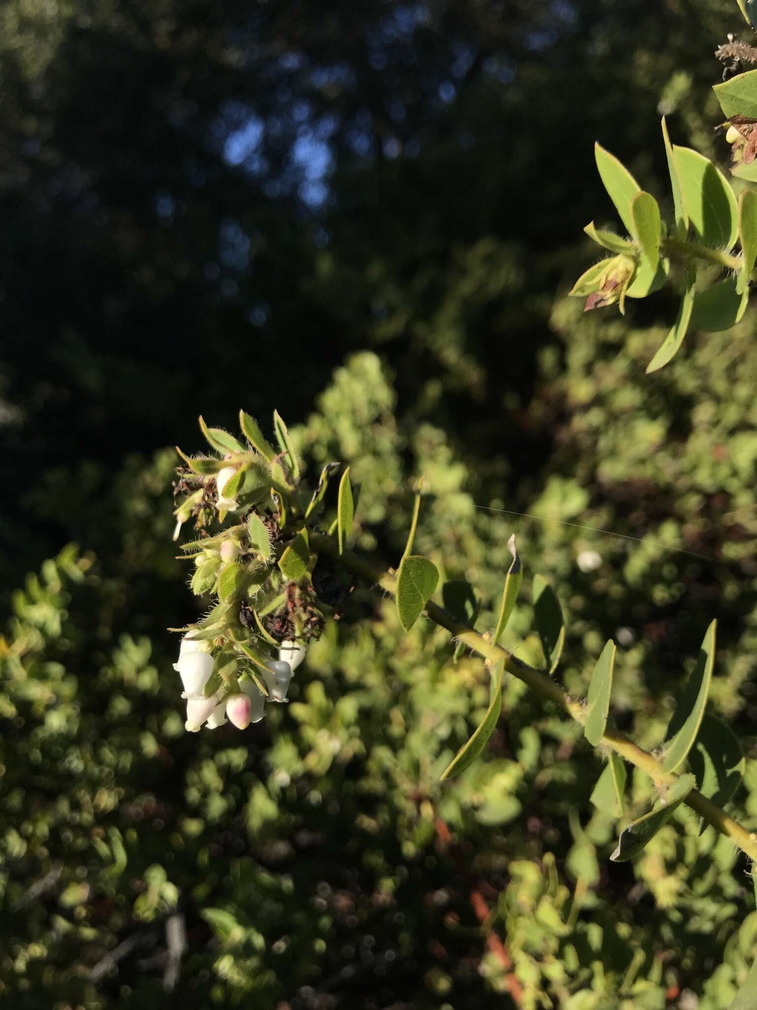 Image of Arctostaphylos purissima subsp. purissima