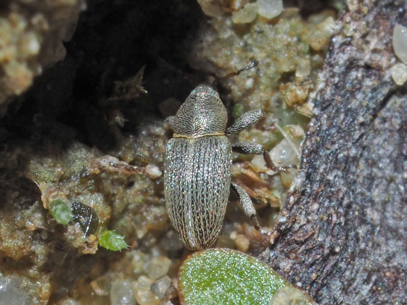 Image of Clover Seed Weevil