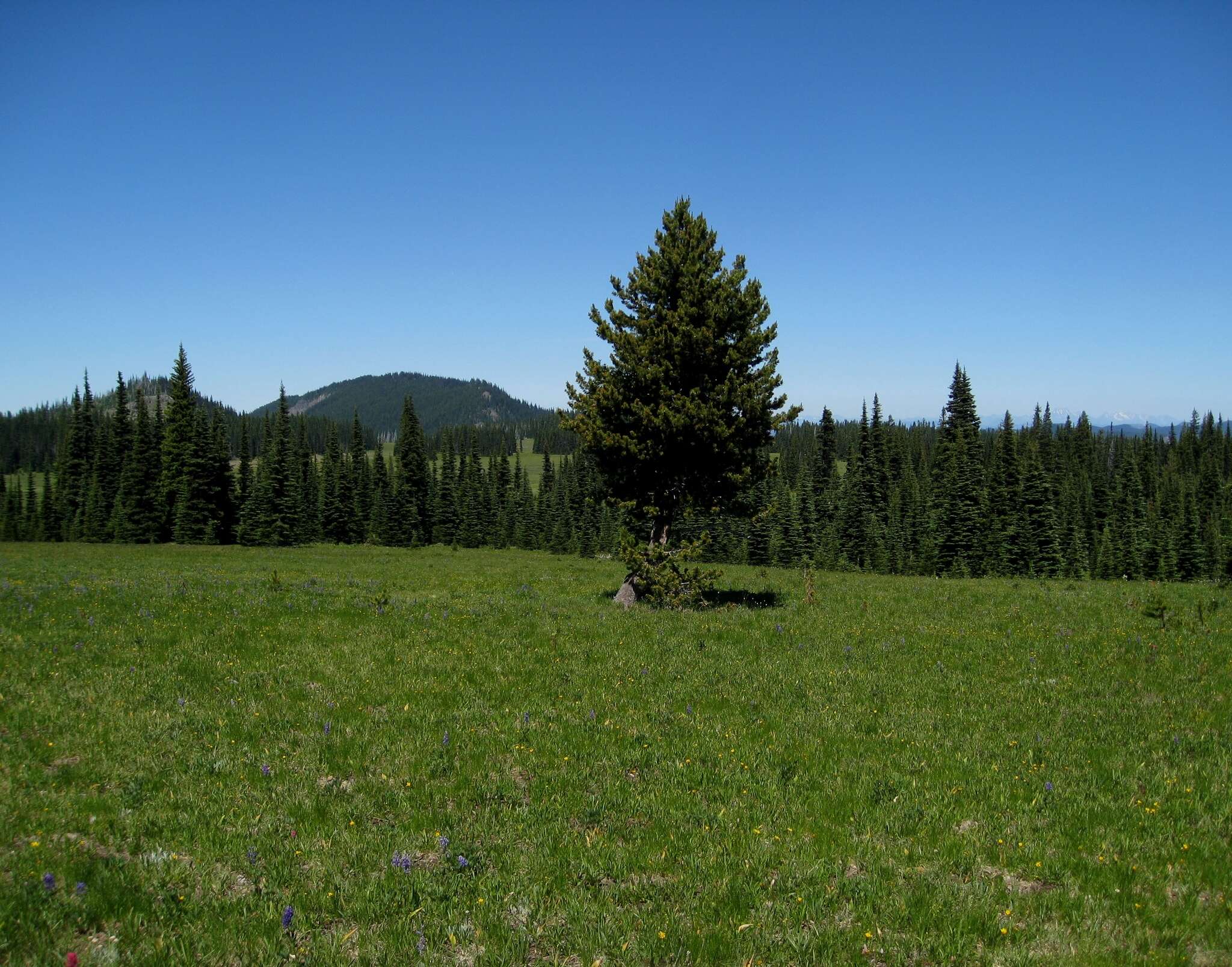 Imagem de Pinus contorta Douglas ex Loudon