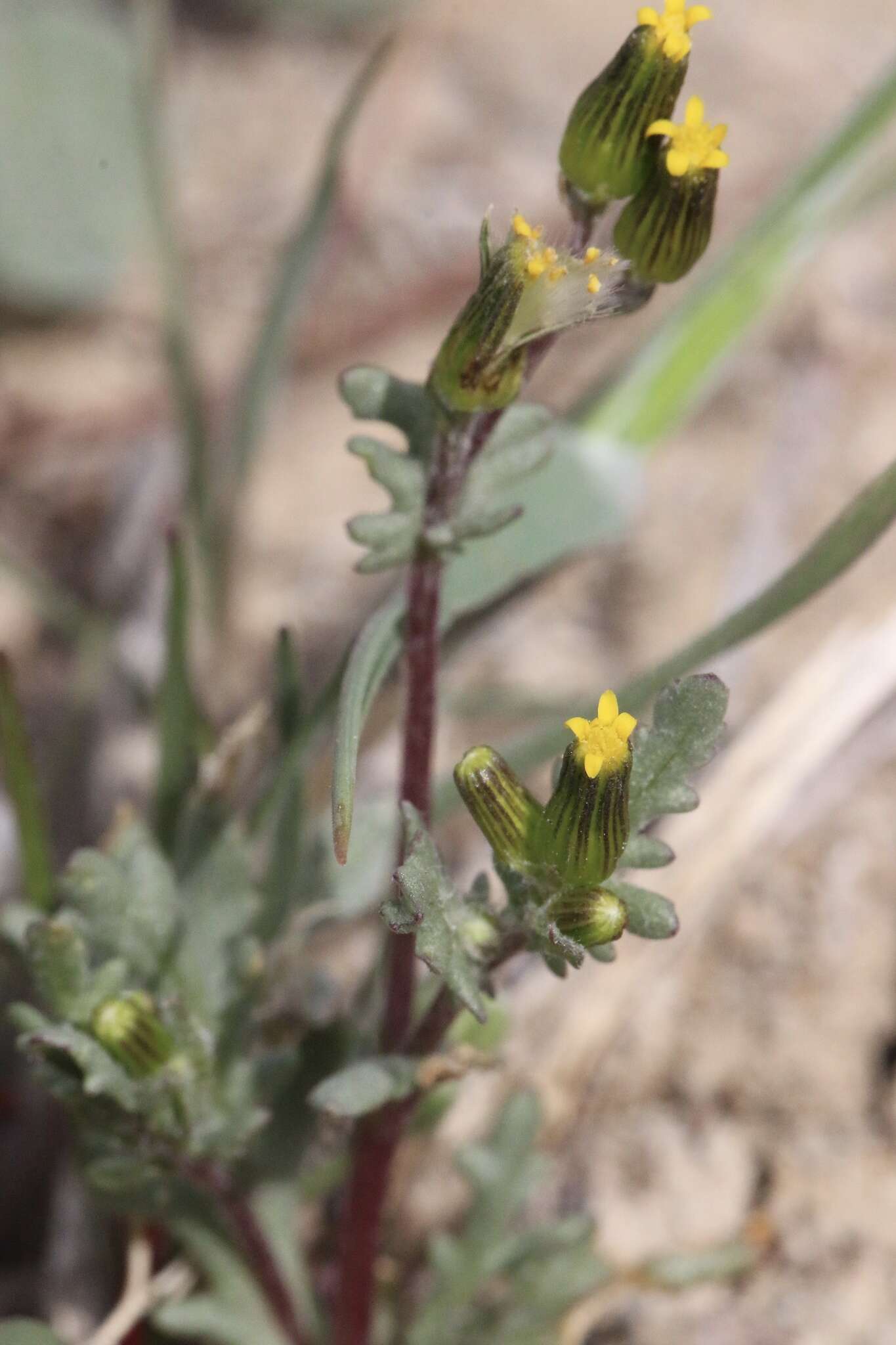 Image of chaparral ragwort