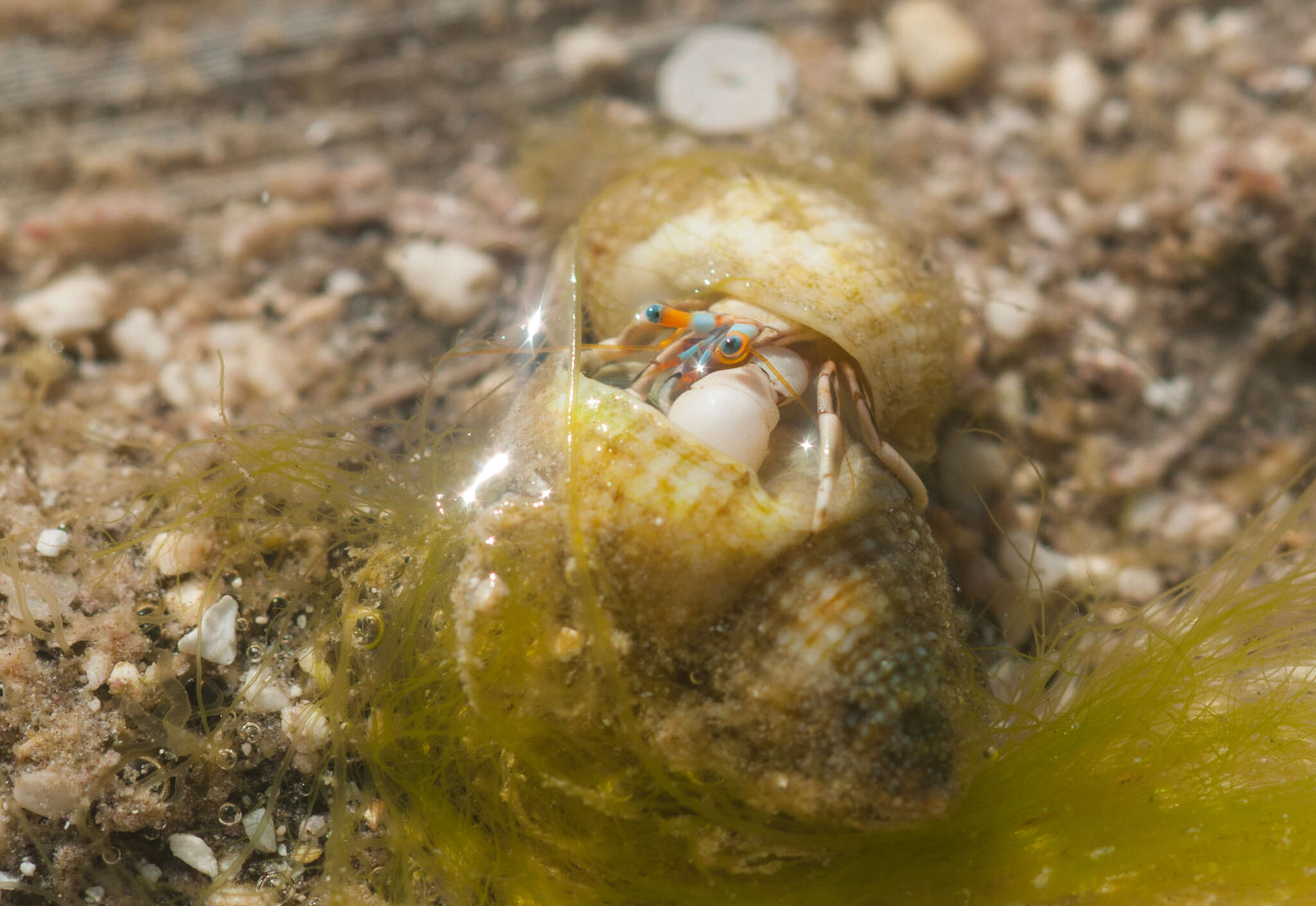 Слика од Calcinus laevimanus (Randall 1840)