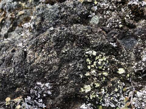 Image of alpine arthrorhaphis lichen